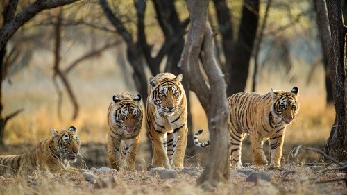 INDIA’S 52ND TIGER RESERVE