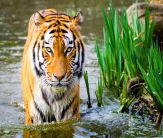 INDIA’S 52ND TIGER RESERVE