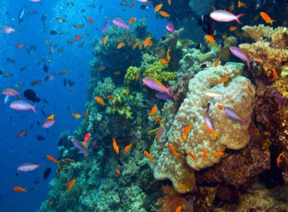 AUSTRALIA'S GREAT BARRIER REEF (UNESCO SITE)