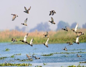 HAIDERPUR WETLAND OF UP AS 47TH RAMSAR SITE